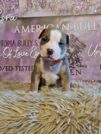 American Bully XL puppy, Rabiës (hondsdolheid), Overige rassen, 8 tot 15 weken, Meerdere