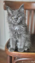 Maine coon kitten met papieren, poesje, Dieren en Toebehoren, Katten en Kittens | Raskatten | Langhaar, Poes, Gechipt, 0 tot 2 jaar