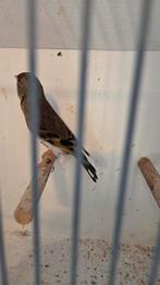 Bastaard putter, Mannelijk, Wildzangvogel, Geringd