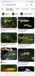 10 endler baby guppen, Dieren en Toebehoren