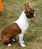 Boston terrier ter dekking, Dieren en Toebehoren, Honden | Bulldogs, Pinschers en Molossers, Rabiës (hondsdolheid), Reu, 1 tot 2 jaar