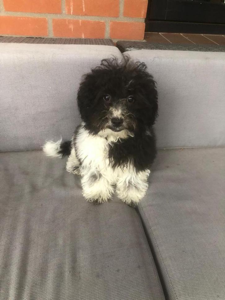 Mooie maltipoo pup reutje, Dieren en Toebehoren, Honden | Chihuahua's en Gezelschapshonden, Reu, Overige rassen, Particulier, Eén hond