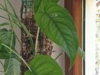 Monstera Siltepecana (2x stek) stekje, Ophalen of Verzenden, Overige soorten, Minder dan 100 cm