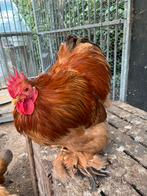 Mooie jonge Cochin kriel haan, Dieren en Toebehoren, Mannelijk, Kip