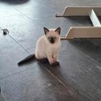 Maine coon x raggdoll kittens, Dieren en Toebehoren, Meerdere dieren, Ontwormd, 0 tot 2 jaar