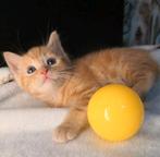 🐱Prachtige Kittens (2)💘, Dieren en Toebehoren, Katten en Kittens | Overige Katten, Meerdere dieren, Kortharig, 0 tot 2 jaar