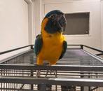 Caninde blauwkeel Ara Pop, Dieren en Toebehoren, Vrouwelijk, Papegaai, Geringd