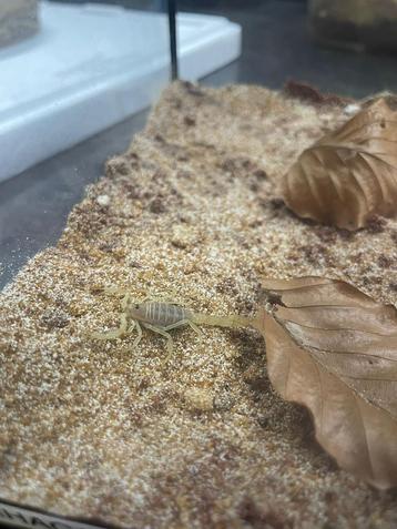 buthacus leptochelys beschikbaar voor biedingen