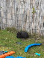 Beertje, tam, Cavia, Augustus, Mannelijk, Tam