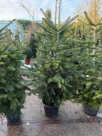 Nordman kerstbomen met wortels in pot hoog 175 cm pst 24,95, Tuin en Terras, Planten | Bomen, Ophalen, Bloeit niet, In pot, Volle zon