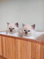 Prachtige ragdoll kittens, Dieren en Toebehoren, Katten en Kittens | Raskatten | Langhaar, Meerdere dieren, Ingeënt, 0 tot 2 jaar