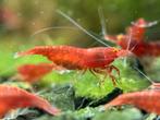 Neocaridna orange eyes, Dieren en Toebehoren, Vissen | Aquariumvissen, Kreeft, Krab of Garnaal