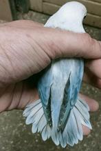 Prachtige piep jonge agapornis fisheri opaline euwing pastel, Meerdere dieren, Dwergpapegaai of Agapornis, Geringd