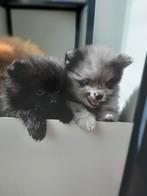 Pomeriaan pups, Overige rassen, CDV (hondenziekte), 8 tot 15 weken, Meerdere