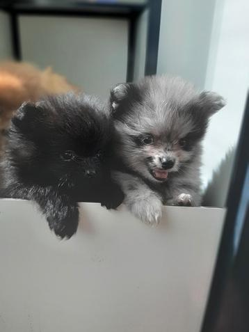Pomeriaan pups  beschikbaar voor biedingen