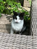 2 lieve katten, Dieren en Toebehoren, Katten en Kittens | Overige Katten, Kater, Kortharig, 3 tot 5 jaar