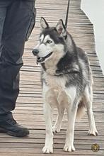 Herplaatsing Husky teefje, Dieren en Toebehoren, 6 jaar of ouder, CDV (hondenziekte), Teef, Poolhond