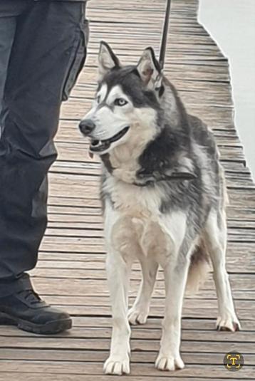 Herplaatsing Husky teefje beschikbaar voor biedingen