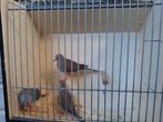3 split voor bonte diamant duifjes, Dieren en Toebehoren, Geslacht onbekend, Tropenvogel