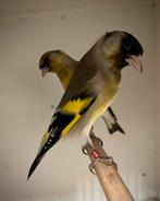 Bastaard putter x magellaansijs, Mannelijk, Wildzangvogel, Geringd