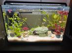 Aquarium 70L inc toebehoren en vissen, Ophalen, Zo goed als nieuw, Gevuld zoetwateraquarium