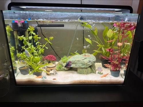 Aquarium 70L inc toebehoren en vissen, Dieren en Toebehoren, Vissen | Aquaria en Toebehoren, Zo goed als nieuw, Gevuld zoetwateraquarium