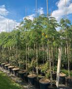 Albizia perzische slaapboom in verschillende maten, Ophalen of Verzenden, Volle zon, Overige soorten