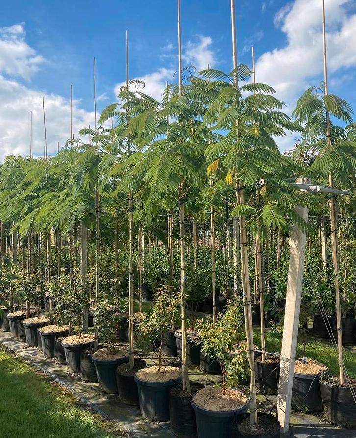 Albizia perzische slaapboom in verschillende maten, Tuin en Terras, Planten | Bomen, Overige soorten, Volle zon, Ophalen of Verzenden