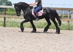 Goudeerlijke, lieve Friese ruin, Dieren en Toebehoren, Paarden, Gechipt, Ruin, Dressuurpaard, 160 tot 165 cm