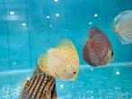 Yellow Checkerboard Discus, Symphysodon Discus, Vis, Zoetwatervis