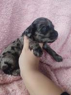 Mooie kleine maat cockapoo pups, Dieren en Toebehoren, België, Particulier, Overige rassen, CDV (hondenziekte)