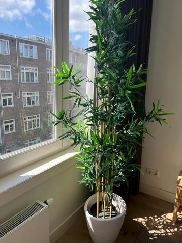 plant with the pot beschikbaar voor biedingen