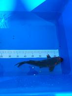 Koi Karper 30 centimeter, Dieren en Toebehoren, Vissen | Vijvervissen