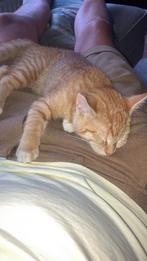 Rode poes, Dieren en Toebehoren, Katten en Kittens | Raskatten | Korthaar, Poes, Gechipt