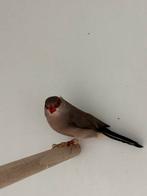 Napoleonnetje - estrilda troglodytes, Meerdere dieren, Tropenvogel, Geringd