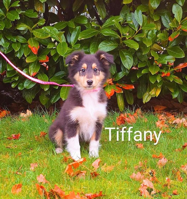 Sheltie Pups , Sheltie Welpen, Dieren en Toebehoren, Honden | Herdershonden en Veedrijvers, Meerdere dieren, Sheepdog, Particulier