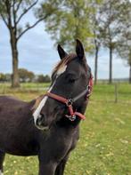Prachtige smokeyblack jaarling hengst, Dieren en Toebehoren, Pony's, Dressuurpony, 0 tot 2 jaar, Hengst, Onbeleerd