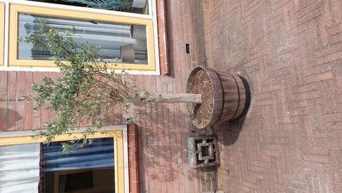 Twee olijfbomen in mooie pot ca 165 hoog, Tuin en Terras, Planten | Bomen, Olijfboom, 100 tot 250 cm, Volle zon, Ophalen