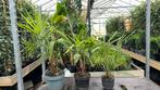 25% korting bij 10 palmbomen al vanaf €3,50, Ophalen, Zomer, Overige soorten, Halfschaduw