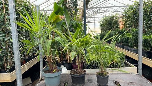 25% korting bij 10 palmbomen al vanaf €3,50, Tuin en Terras, Planten | Tuinplanten, Overige soorten, Halfschaduw, Zomer, Ophalen