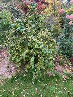 tuin, Volle zon, Vaste plant, Lente, Ophalen