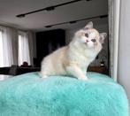 Ragdoll, Dieren en Toebehoren, Katten en Kittens | Raskatten | Langhaar, Kater, Gechipt, 0 tot 2 jaar