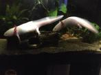 Twee gezonde axolotls ter overname, Dieren en Toebehoren, Amfibie, 3 tot 6 jaar