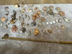 Schelpen schelpen schelpen, Verzamelen, Mineralen en Fossielen, Schelp(en), Ophalen of Verzenden