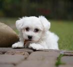 Maltezer pup | Teefje, Maltezer, Nederland, CDV (hondenziekte), 8 tot 15 weken