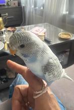 Mooie jonge grasparkiet half taam, Dieren en Toebehoren, Mannelijk, Overige soorten