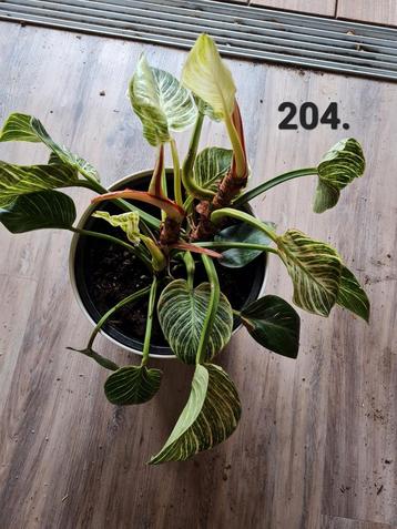 Philodendron birkin, kamerplant beschikbaar voor biedingen