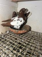 Mooi koppel te koop جوز للبيع, Dieren en Toebehoren, Vogels | Overige Vogels, Meerdere dieren