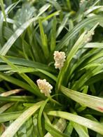 Liriope muscari ‘Monroe White’, Tuin en Terras, Planten | Tuinplanten, Vaste plant, Halfschaduw, Zomer, Ophalen