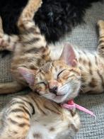 Bengaalse kittens, Dieren en Toebehoren, Katten en Kittens | Raskatten | Korthaar, Meerdere dieren, Gechipt, 0 tot 2 jaar